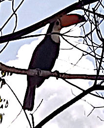 Tucan