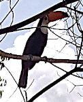 Tucan
