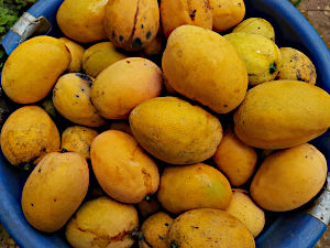 Mangos