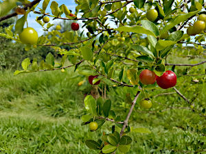 Acerola