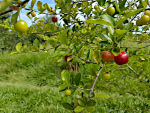 Acerola